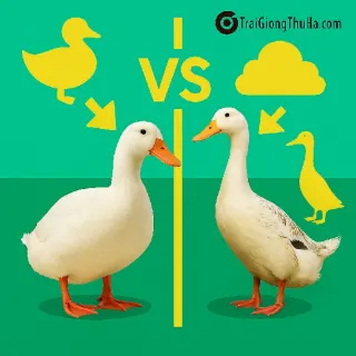 Vì Sao Nhiều Hộ Chăn Nuôi Chọn Vịt Bơ Thay Vì Vịt Cỏ? Ưu Điểm Nào Đang Gây Sốt?
