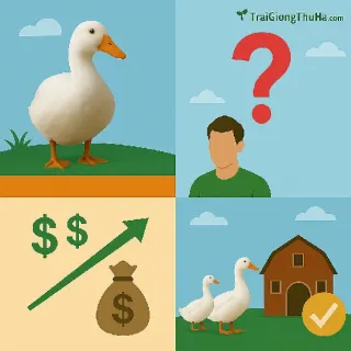 Vịt Siêu Thịt Là Gì? Tìm Hiểu 3 Giống Vịt Thịt Tăng Trưởng Nhanh Nhất Hiện Nay