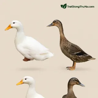 Phân Biệt Vịt Bầu Cánh Trắng Và Vịt Cỏ Vân Đình – Nuôi Giống Nào Hiệu Quả Hơn?