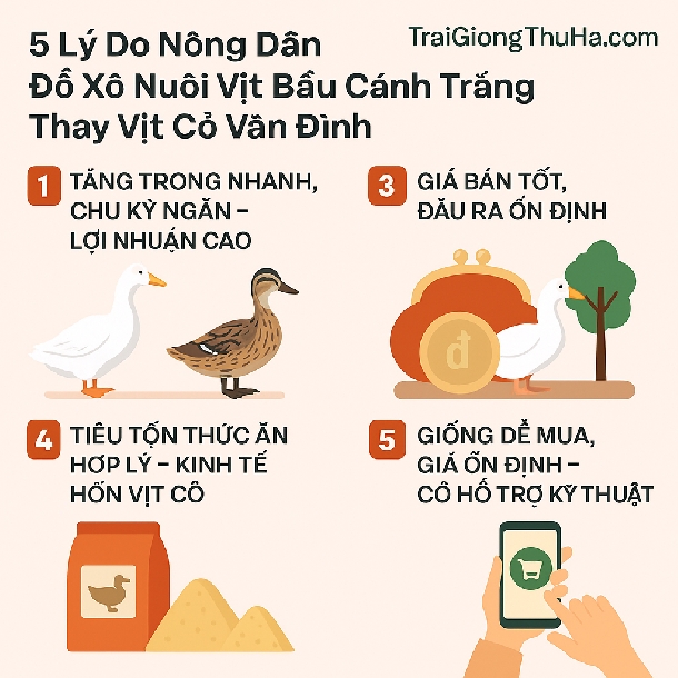 5 Lý Do Nông Dân Đổ Xô Nuôi Vịt Bầu Cánh Trắng Thay Vịt Cỏ Vân Đình