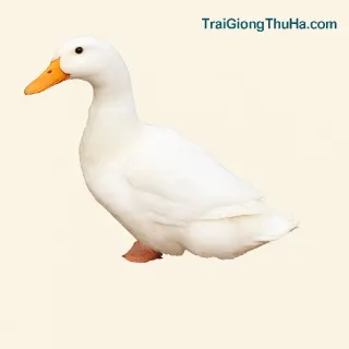 Vịt Khoang – Giống Vịt Siêu Thịt Đang Làm Mưa Làm Gió Tại Miền Bắc