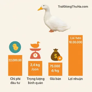 Nuôi Vịt Bầu Cánh Trắng 50 Ngày Lãi 10 Triệu: Bí Quyết Thành Công Từ Trang Trại
