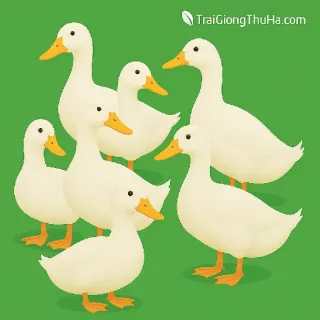 Mua Vịt Bầu Cánh Trắng Giống Ở Đâu Uy Tín? Báo Giá Mới Nhất