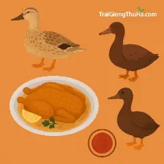So Sánh Thịt Vịt Bầu Đất Và Vịt Cỏ – Loại Nào Ngon Hơn, Bán Được Giá Cao Hơn?