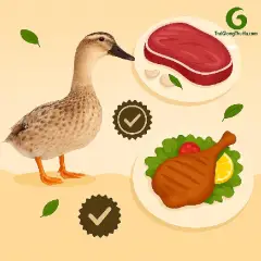 Khám Phá Hương Vị Thịt Vịt Bầu Bến – Dẻo, Ngọt Và Không Hôi Như Vịt Công Nghiệp