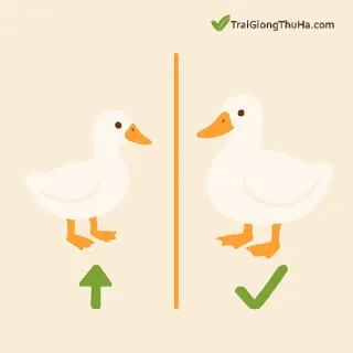 So Sánh Vịt Bầu Lai Nhỏ Và Vịt Bầu Lai Đại – Loại Nào Nuôi Thịt Hiệu Quả Hơn?