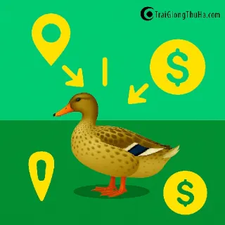 Mua Giống Vịt Bầu Biển Ở Đâu Uy Tín? Bảng Giá Vịt Bầu Biển Mới Nhất