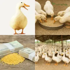 Mô Hình Nuôi Vịt Grimaud: 2 Tháng Thu Lãi Bao Nhiêu? Phân Tích Chi Phí Và Hiệu Quả Thực Tế