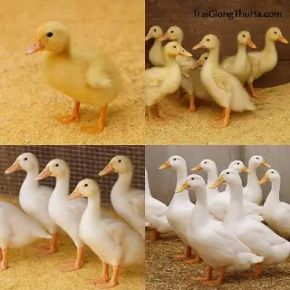 Lịch Chăm Sóc Vịt Anh Đào Từng Giai Đoạn: Từ 1 Ngày Tuổi Đến Xuất Chuồng Chuẩn Kỹ Thuật