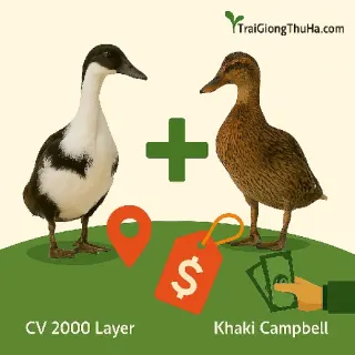 So Sánh Vịt Siêu Trứng CV 2000 Layer Và Vịt Khaki Campbell – Nên Chọn Giống Nào Hiệu Quả Hơn?