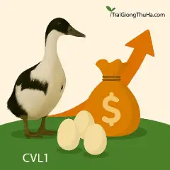 Giống Vịt CV 2000 Layer – Giải Pháp Tăng Thu Nhập Nhờ 300 Trứng/Năm