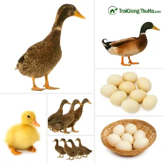 Tổng Quan Đầy Đủ Nhất Về Vịt Siêu Đẻ TC – Giống Vịt Đẻ Nhiều Nhất Thế Giới Hiện Nay