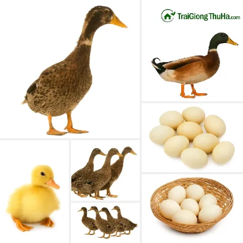 Tổng Quan Đầy Đủ Nhất Về Vịt Siêu Đẻ TC – Giống Vịt Đẻ Nhiều Nhất Thế Giới Hiện Nay