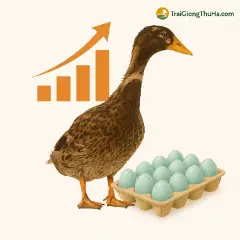 Giống Vịt Siêu Đẻ TC: Nguồn Gốc, Ưu Điểm Vượt Trội & Mô Hình Kinh Tế Thực Tế Cho Người Nuôi