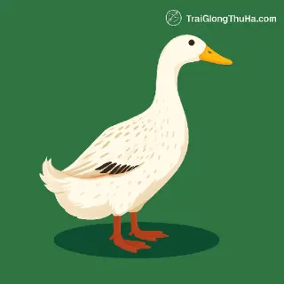 Vịt Cỏ Là Gì? Đặc Điểm, Năng Suất Và Kỹ Thuật Nuôi Hiệu Quả Nhất
