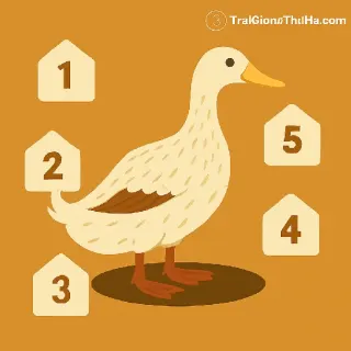 Top 5 Mô Hình Nuôi Vịt Cỏ Hiệu Quả Nhất Hiện Nay – Có Thể Áp Dụng Ngay