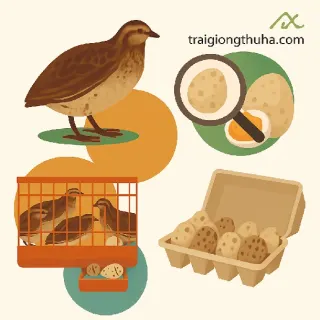 Kỹ Thuật Nuôi Chim Cút Trứng – Tối Ưu Tỉ Lệ Đẻ Và Chất Lượng Trứng Cút