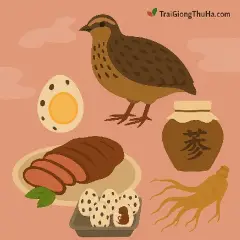 Thịt Chim Cút Nhật Trong Đông Y – “Sâm Động Vật” Bổ Dưỡng Hơn Gà Ác?