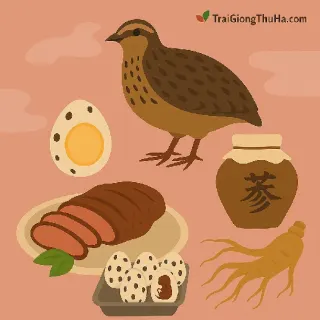 Thịt Chim Cút Nhật Trong Đông Y – “Sâm Động Vật” Bổ Dưỡng Hơn Gà Ác?
