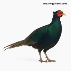 Chim Trĩ Là Gì? Phân Loại, Đặc Điểm, Giá Bán & Kỹ Thuật Nuôi Chim Trĩ Chi Tiết Nhất 