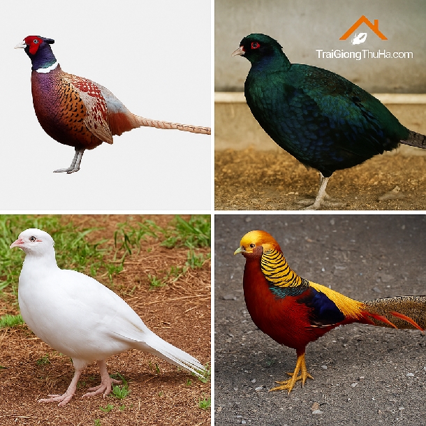 Chim Trĩ Có Những Loài Nào? Hướng Dẫn Chọn Giống Theo Mục Đích Nuôi Kinh Tế