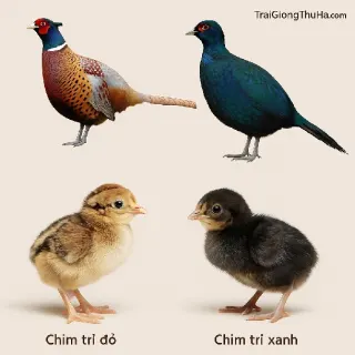 Giá Chim Trĩ Giống Mới Nhất 2025 – Cập Nhật Trĩ Đỏ, Trĩ Xanh Bao Nhiêu 1 Con?