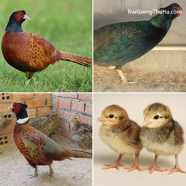 Mua Chim Trĩ Ở Đâu Uy Tín? Trại Giống Gửi Hàng Toàn Quốc – Cam Kết Con Giống Chất Lượng