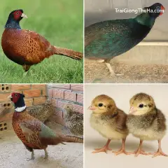 Mua Chim Trĩ Ở Đâu Uy Tín? Trại Giống Gửi Hàng Toàn Quốc – Cam Kết Con Giống Chất Lượng