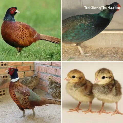Mua Chim Trĩ Ở Đâu Uy Tín? Trại Giống Gửi Hàng Toàn Quốc – Cam Kết Con Giống Chất Lượng