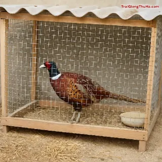 Tự Làm Chuồng Nuôi Chim Trĩ – Chi Phí Thấp, Dễ Dọn Vệ Sinh, Hiệu Quả Bất Ngờ