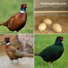 Chim Trĩ Có Ổn Định Đầu Ra Không? Bán Cho Ai, Ở Đâu Mua Dễ Nhất Hiện Nay?