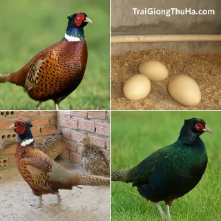 Chim Trĩ Có Ổn Định Đầu Ra Không? Bán Cho Ai, Ở Đâu Mua Dễ Nhất Hiện Nay?