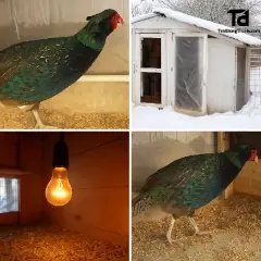 Có Nên Nuôi Chim Trĩ Ở Miền Bắc Mùa Đông? Kỹ Thuật Giữ Ấm Và Chống Dịch Hiệu Quả