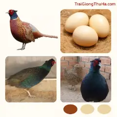 Nuôi Chim Trĩ Bán Trứng Hay Bán Thịt? Phân Tích Chiến Lược Dài Hạn Hiệu Quả