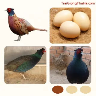 Nuôi Chim Trĩ Bán Trứng Hay Bán Thịt? Phân Tích Chiến Lược Dài Hạn Hiệu Quả