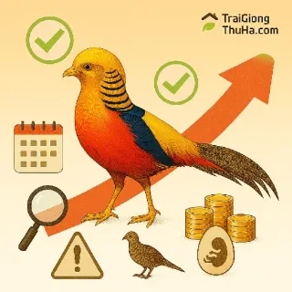 Bí Quyết Chọn Mua Chim Trĩ 7 Màu Giống Khỏe Mạnh, Dễ Nuôi, Sinh Sản Tốt Cho Người Mới