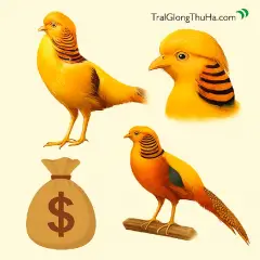 Giá Chim Trĩ Vàng 7 Màu Trên Thị Trường Hiện Nay – Có Đắt Không?