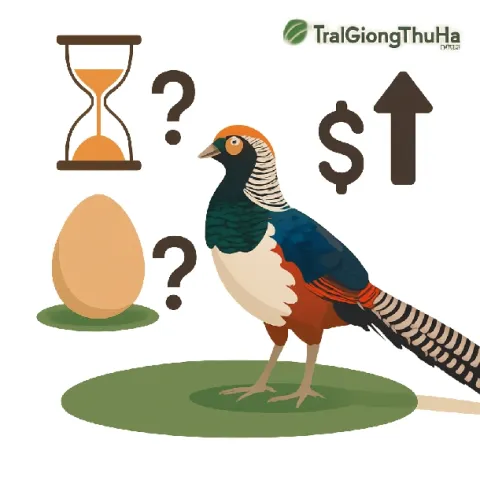 Chim Trĩ 7 Màu Nuôi Bao Lâu Thì Đẻ Trứng? Giá Trị Sinh Sản Có Cao Không?
