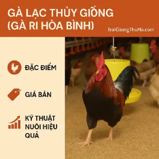 Gà Lạc Thủy Giống (Gà Ri Hòa Bình) – Đặc Điểm, Giá Bán & Kỹ Thuật Nuôi Hiệu Quả
