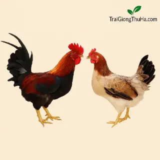 Gà Lạc Thủy Giống – Giống Gà Bản Địa Chất Lượng Cao Của Hòa Bình