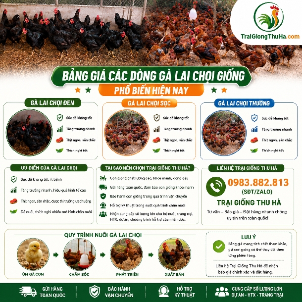 Bảng Giá Các Dòng Gà Lai Chọi Giống Phổ Biến Hiện Nay