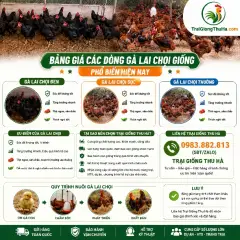 Bảng Giá Các Dòng Gà Lai Chọi Giống Phổ Biến Hiện Nay