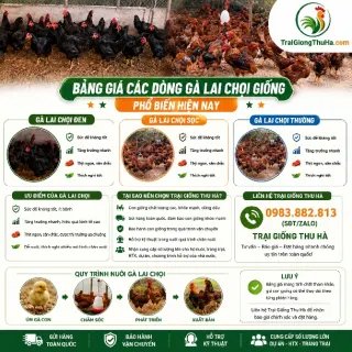 Bảng Giá Các Dòng Gà Lai Chọi Giống Phổ Biến Hiện Nay