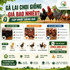 Gà Lai Chọi Giống Giá Bao Nhiêu? Cập Nhật Bảng Giá Mới Nhất
