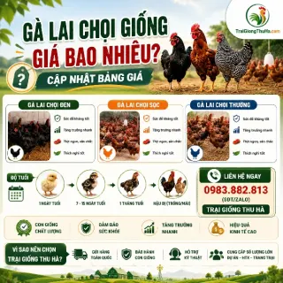 Gà Lai Chọi Giống Giá Bao Nhiêu? Cập Nhật Bảng Giá Mới Nhất
