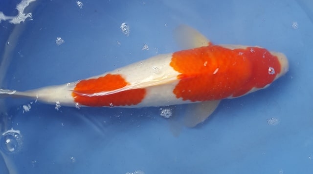 Hình ảnh Cá Koi Kohaku 40 cm