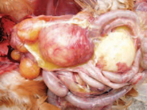 Buồng trứng viêm do nhiễm bệnh Ecoli trên gà. Buồng trứng viêm do nhiễm bệnh Ecoli trên gà.