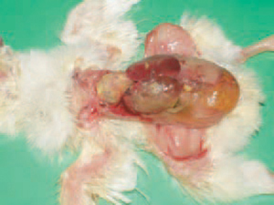 Bệnh Ecoli trên gà gây nhiễm trùng huyết Bệnh Ecoli trên gà gây nhiễm trùng huyết