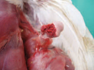 Bệnh Ecoli trên gà gây viêm khớp, viêm tủy xương và hoại tử xương tương ứng Bệnh Ecoli trên gà gây viêm khớp, viêm tủy xương và hoại tử xương tương ứng