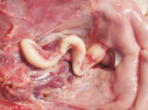 Bệnh Ecoli trên gà làm tổn thương ống dẫn trứng Bệnh Ecoli trên gà làm tổn thương ống dẫn trứng